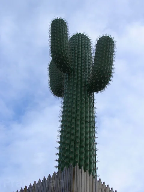 le_cactus_-_attraction_-_289