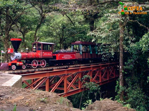 Trainforest