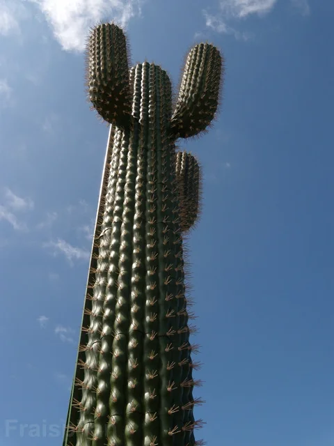 le_cactus_-_attraction_-_288