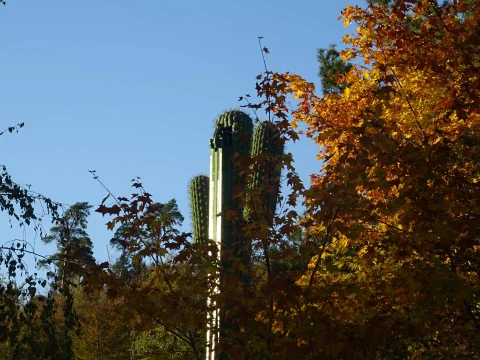DSC08210.jpg