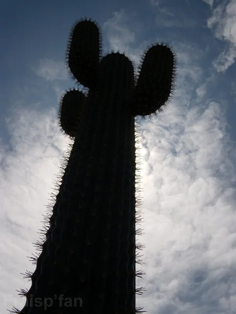 le_cactus_-_attraction_-_293