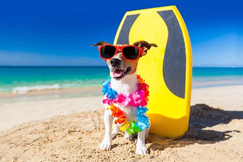 Dogs_Funny_Jack_Russell_terrier_Glasses_545950_1280x853-300x200.jpg