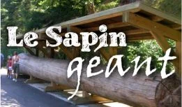 Vignette-sapin.jpg