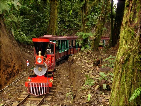 Trainforest-69
