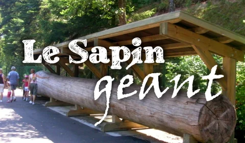 sapin-1536x900.jpg